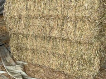 Oaten Rye and Vetch Hay