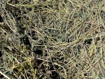 Oaten Rye and Vetch Hay