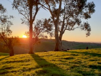 Agistment 160 Acres of Incredible Country (Poowong East)
