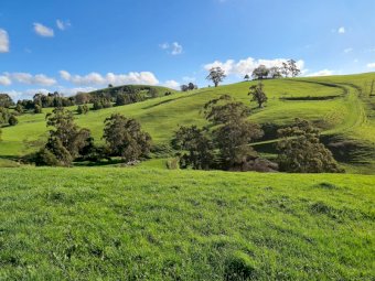 Agistment 160 Acres of Incredible Country (Poowong East)