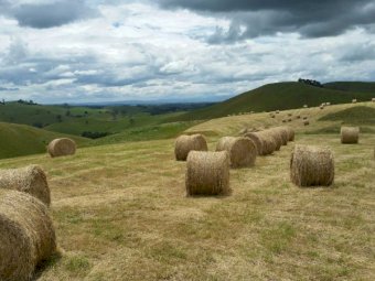 Agistment 160 Acres of Incredible Country (Poowong East)