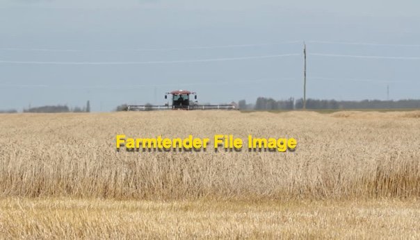 Wheaten Straw 8x4x3 Bales