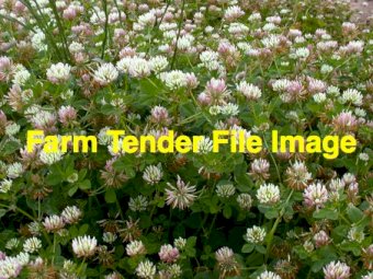 4000kg Balansa Clover Seed