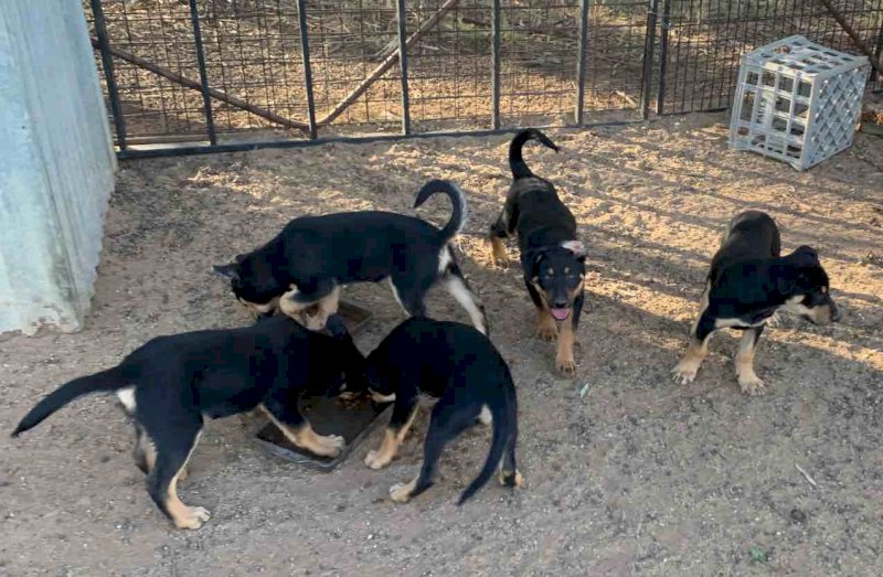 Pure Breed Kelpie Pups