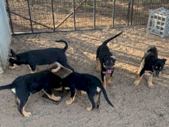 Pure Breed Kelpie Pups