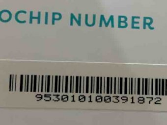 Pure Breed Kelpie Pups