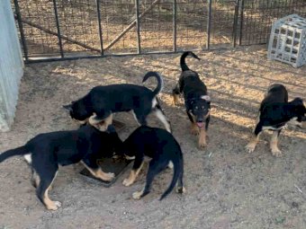 Pure Breed Kelpie Pups