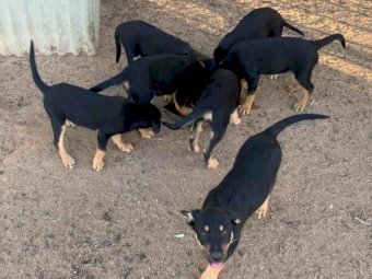 Pure Breed Kelpie Pups