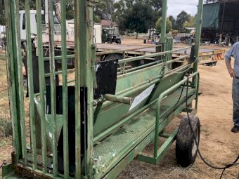 Down Under Sheep Handler