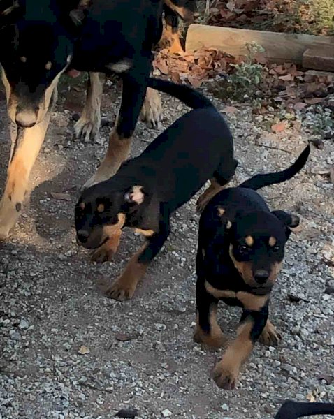 Kelpie Working Dog Pups