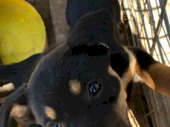 Kelpie Working Dog Pups