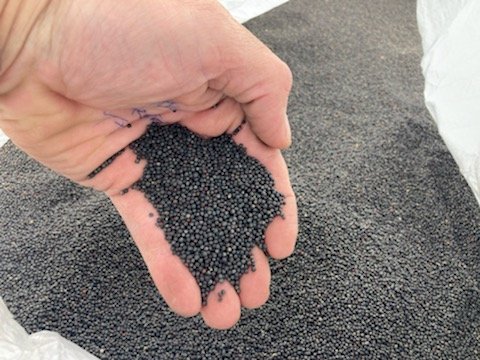 2mt Pioneer 45Y93CL Hybrid Clear Field Canola Seed