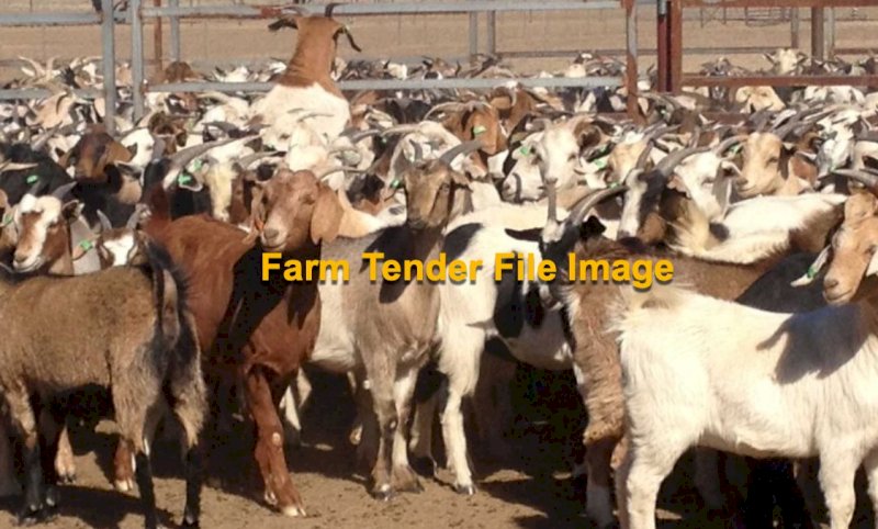 Rangeland Goats For Sale