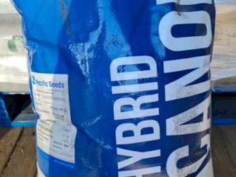 Hyola 970 CL Canola Seed