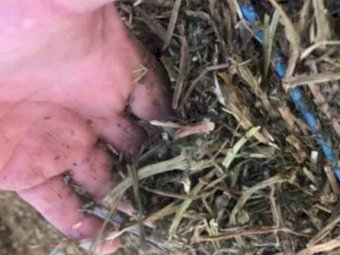 Shedded Vetch Hay 8x4x3 Bales