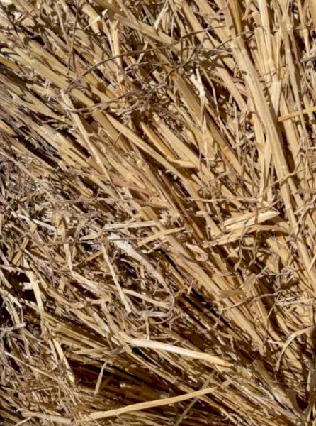 Wheat and Barley Straw Cheap