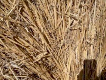 Wheat and Barley Straw Cheap
