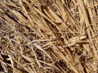 Wheat and Barley Straw Cheap