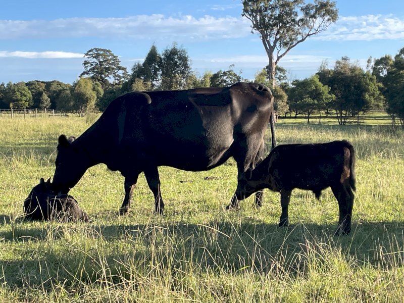 18 Angus X Cows with Calves at Foot