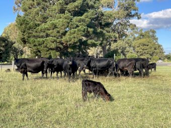 18 Angus X Cows with Calves at Foot