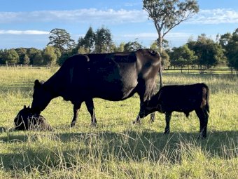 18 Angus X Cows with Calves at Foot