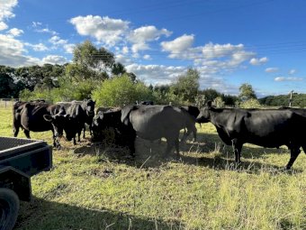 18 Angus X Cows with Calves at Foot
