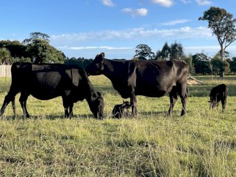 18 Angus X Cows with Calves at Foot