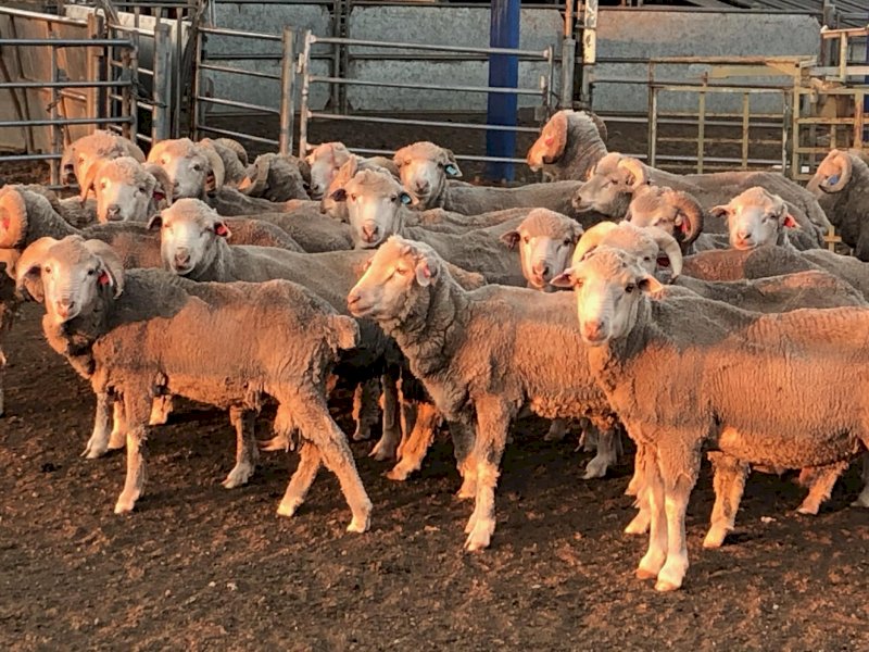 Merino Teaser Rams x 70