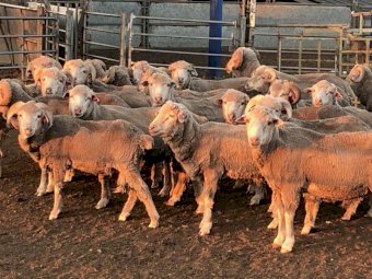 Merino Teaser Rams x 70