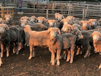 Merino Teaser Rams x 70