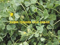 WANTED Medic Seed or Pods