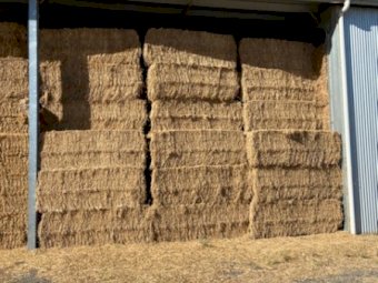 Lucerne Hay 8x4x3 Bales 2nd Cut