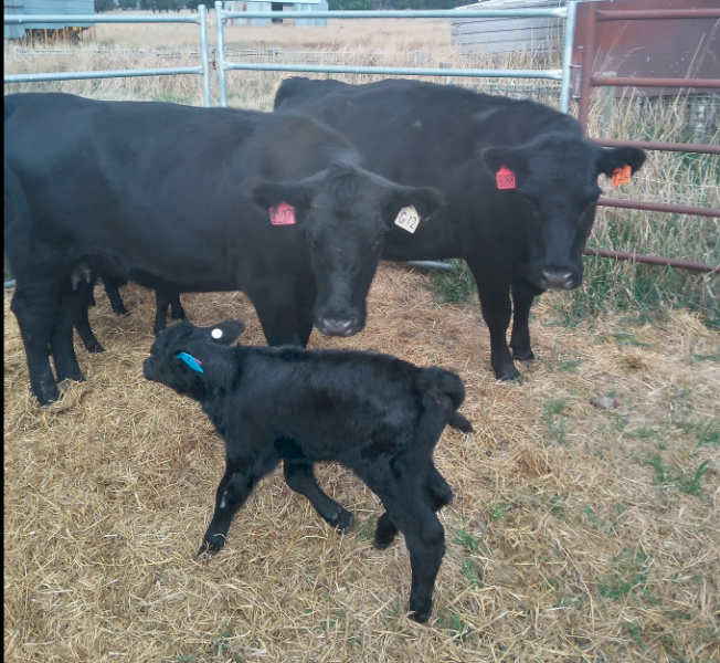 2 x Cows with Calves at Foot