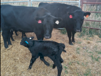 2 x Cows with Calves at Foot