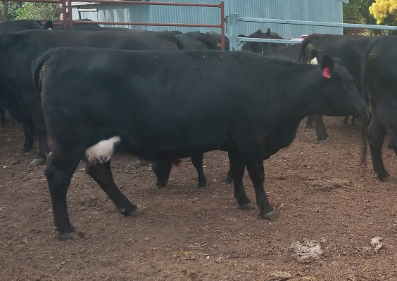 2 x Cows with Calves at Foot