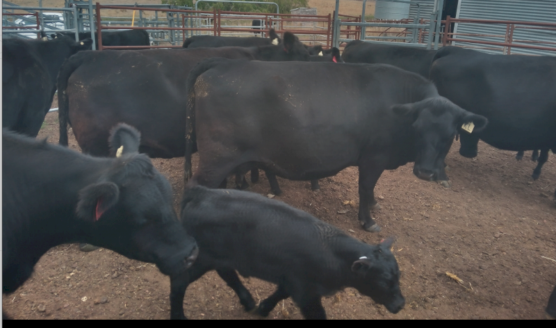 10 x Cows with Calves at Foot