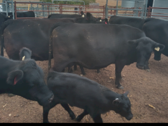 10 x Cows with Calves at Foot