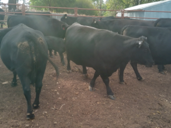 10 x Cows with Calves at Foot