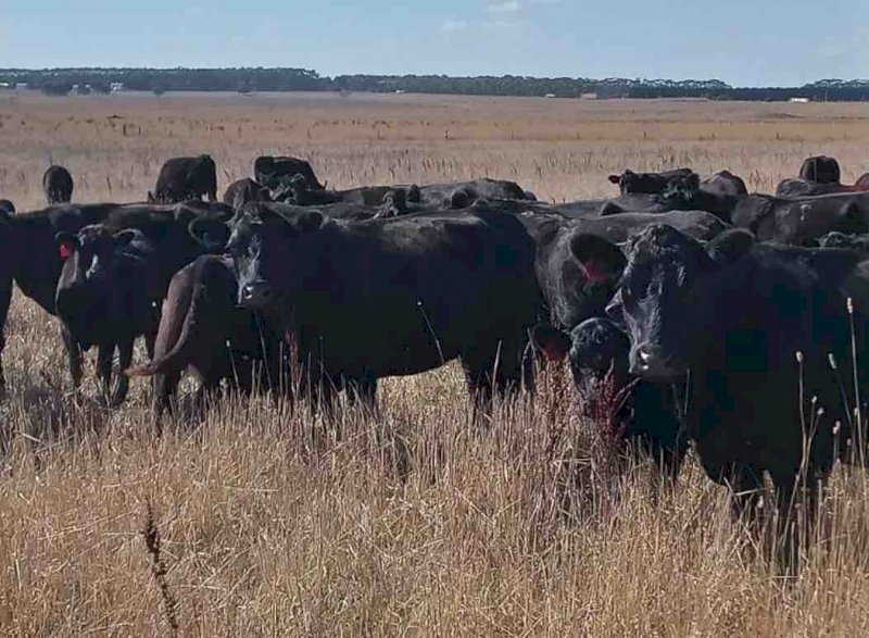 20 Cows with Calves at Foot