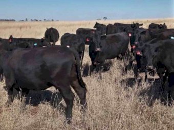 20 Cows with Calves at Foot