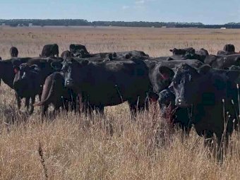 20 Cows with Calves at Foot