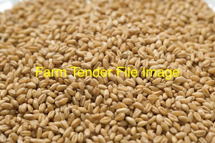 WANTED Scepter or Vixen