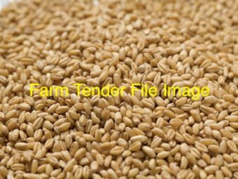 WANTED Scepter or Vixen