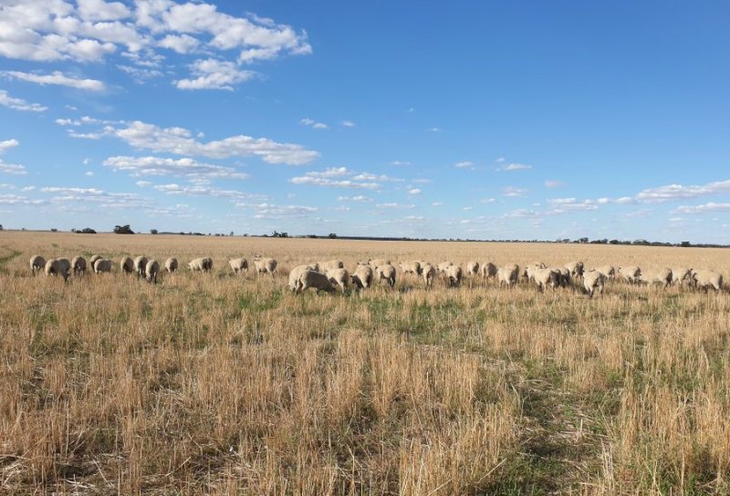 30 White Suffolk Merino Cross Ewe Lambs