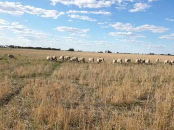 30 White Suffolk Merino Cross Ewe Lambs