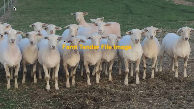 WANTED 100+ Aussie White Ewes