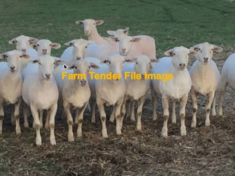 WANTED 100+ Aussie White Ewes