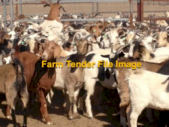 WANTED 200+ Rangeland Goats
