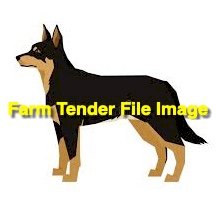 WANTED Mature Working Sheep Dog