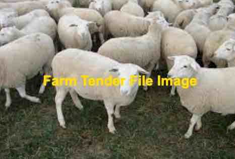 Agistment Wanted for 500-600 Dorpers